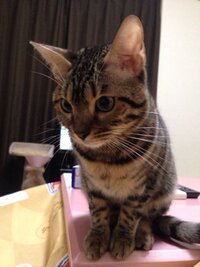 ベンガル猫を飼ってます オスで現在７ヶ月去勢済で体重は4 1キロです Yahoo 知恵袋