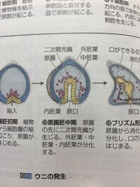 生物 の発生のところで どうしても外 中 内胚葉がどの器官や Yahoo 知恵袋