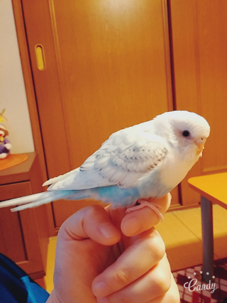 セキセイインコの色を教えて下さい スパングルホワイト 白 ハルクイン Yahoo 知恵袋