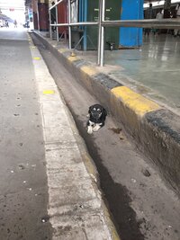 昨年インドへ旅行に行きましたが向こうは人の数ほど野犬が多く方々で危険な横断 Yahoo 知恵袋