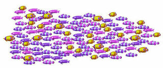 パチンコ海物語の魚群に出てくる 黄色と紫の小魚達はなんという名前 Yahoo 知恵袋