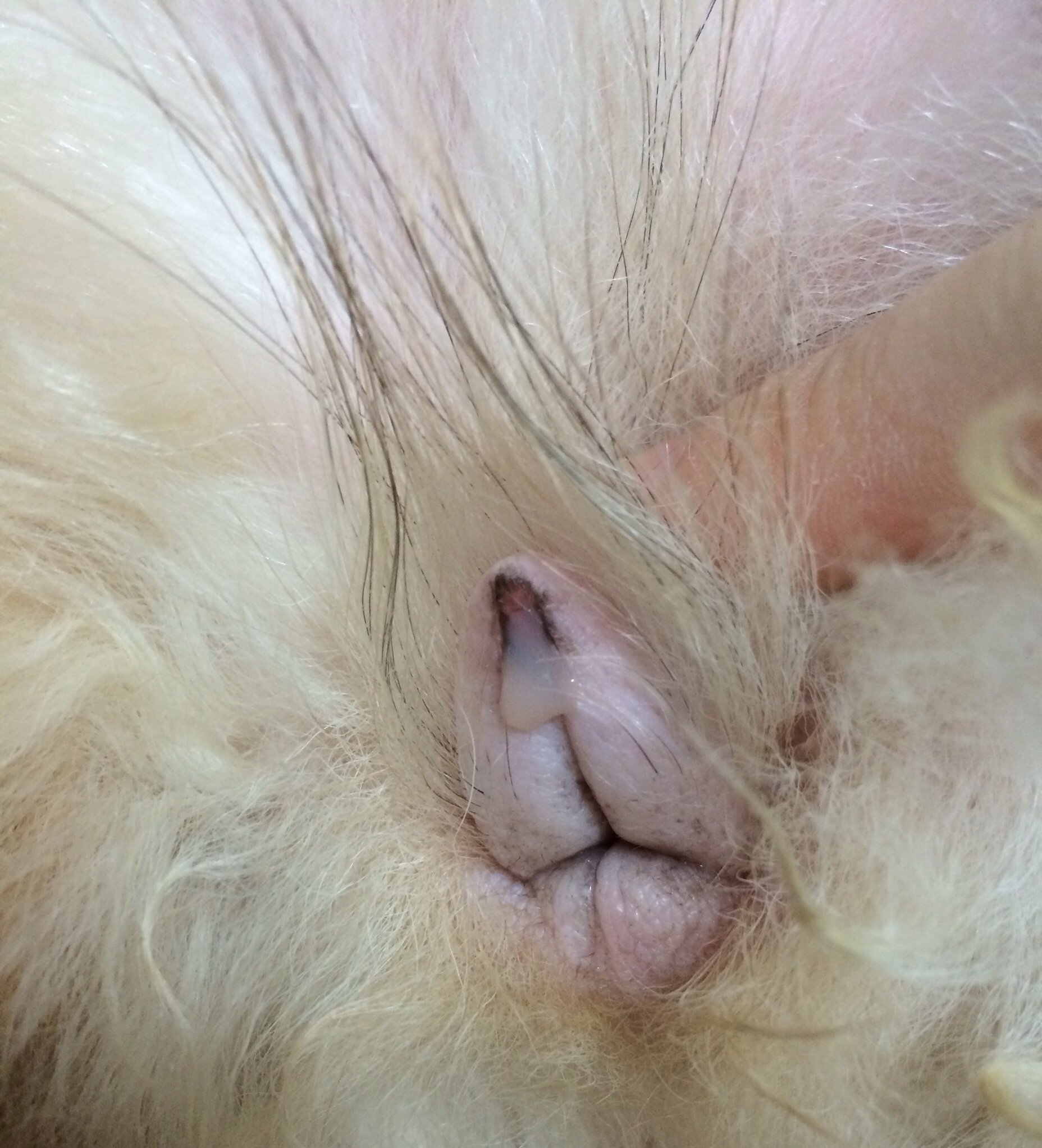 今朝からメス猫の生殖器から、白い液体が大量に出ますお腹も痛いようで 