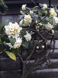 この花はなんでしょうか 沈丁花のようにも見えますが コショ Yahoo 知恵袋