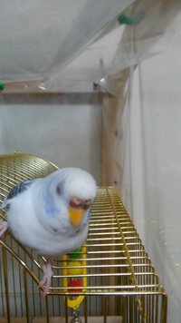 性別ですが 生後８ヶ月程になる セキセイインコで鼻のろう膜の色 Yahoo 知恵袋