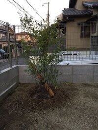 ミモザの苗木 自立しません 今春にブルーブッシュ ミモザ の株立 Yahoo 知恵袋