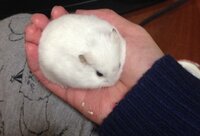 2歳半になる高齢ハムスターについての質問です。ハムスターを飼っているor飼っていた方に、お答えいただけると幸いです。 2歳半と高齢になり、最近少し様子がおかしく感じます。

昨年まで冬でもエアコンを付けずにハムスター用の床暖房だけで乗り越えていたのですが、最近はわざわざ寒いところ(床暖がない部分)に行って凍えていることが続き(低体温症なりかけと思われます。鈍く揺れながら動くものの体温は冷たく...