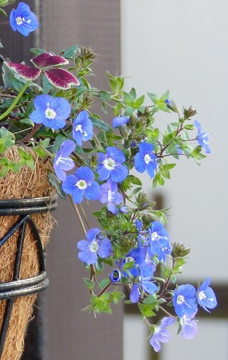 肥料焼けについて2週間前に宿根草の寄せ植え鉢を作り半日影に1週間置いていま Yahoo 知恵袋