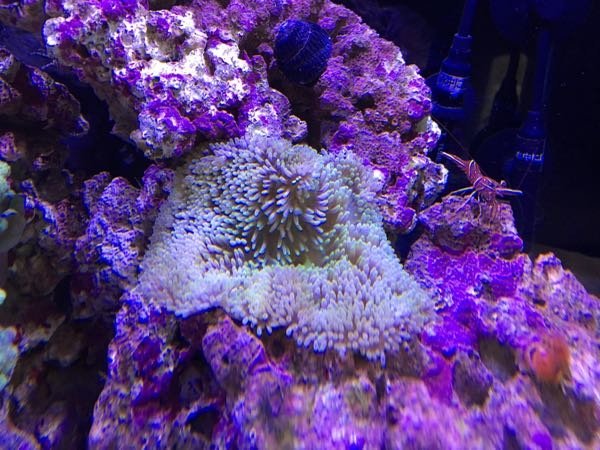 ハタゴイソギンチャクを3日前に初めて購入した初心者です。今は広が 