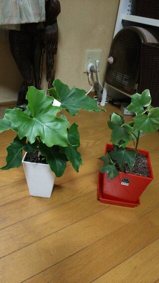 名前のわからない観葉植物を母が買ってきました 調べたのですが 私 Yahoo 知恵袋