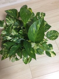 ポトスの植え替え 鉢植えのポトスが茎は太く 先の葉は18cm位に Yahoo 知恵袋