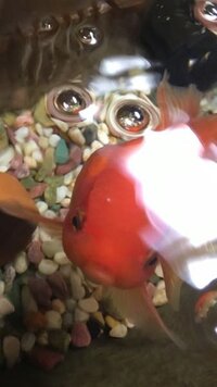 金魚の頭部 肉瘤の部分に白いものがあります 小さい点ではなく白いたて Yahoo 知恵袋