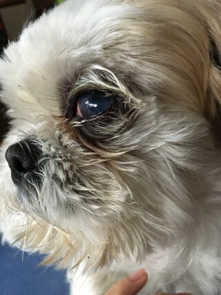 犬の目がおかしいです だいぶ前から片目が充血しており以前病院に連 Yahoo 知恵袋
