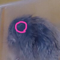 犬の顎に黒い血豆のようなイボのようなものがあり何かのはずみ 掻いたり こすった Yahoo 知恵袋