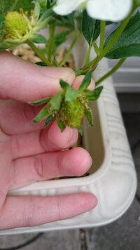 いちごの人工受粉について 家庭菜園のいちごで 咲いた花に人工受粉をさせてい Yahoo 知恵袋