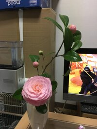 切り花のつぼみを咲かせる方法ってありますか 花屋さんで切り花 Yahoo 知恵袋