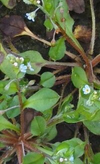 道路際の多分雑草で 小さなブルーの花を付けたこの植物の名前をおし Yahoo 知恵袋