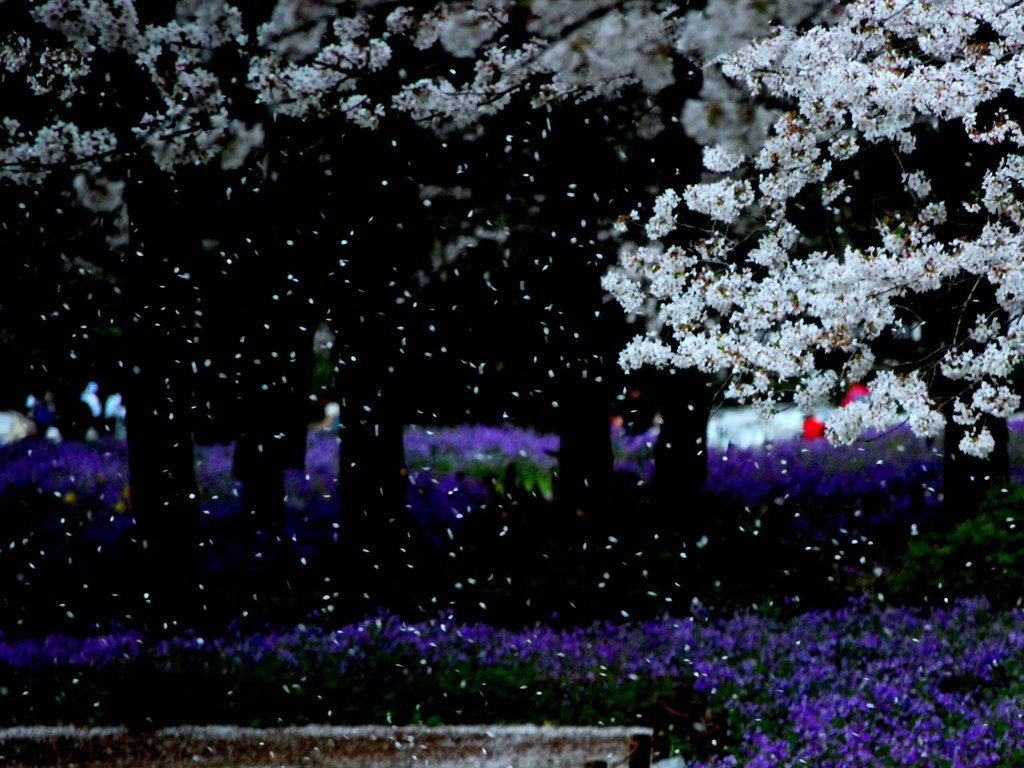 花散らしの雨ですね この 花散らし って言葉 下品でエロい言 Yahoo 知恵袋