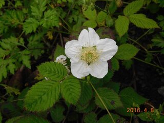 イチゴの花です へびイチゴですか野イチゴですか 美味しいですか教えてくださ Yahoo 知恵袋