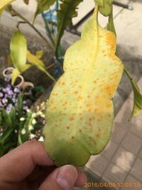 月下美人の葉っぱに病気だと思う 三週間前に植木鉢の土を交換 Yahoo 知恵袋