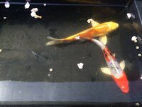 魚について質問です 昨日 錦鯉 を買ったのですがこの鯉の種類と性 Yahoo 知恵袋