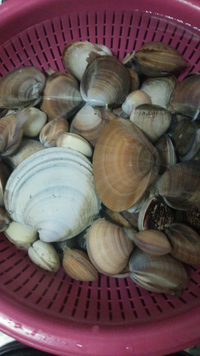 潮干狩りに行きましたが 採れた貝の種類がイマイチ分かりません Yahoo 知恵袋