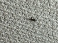 昨日から天井や壁に このような虫が現れました この虫はどの Yahoo 知恵袋