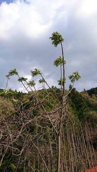 タラノキ ウルシやクルミの木にも見えるけどトゲがあるし タラノキ Yahoo 知恵袋