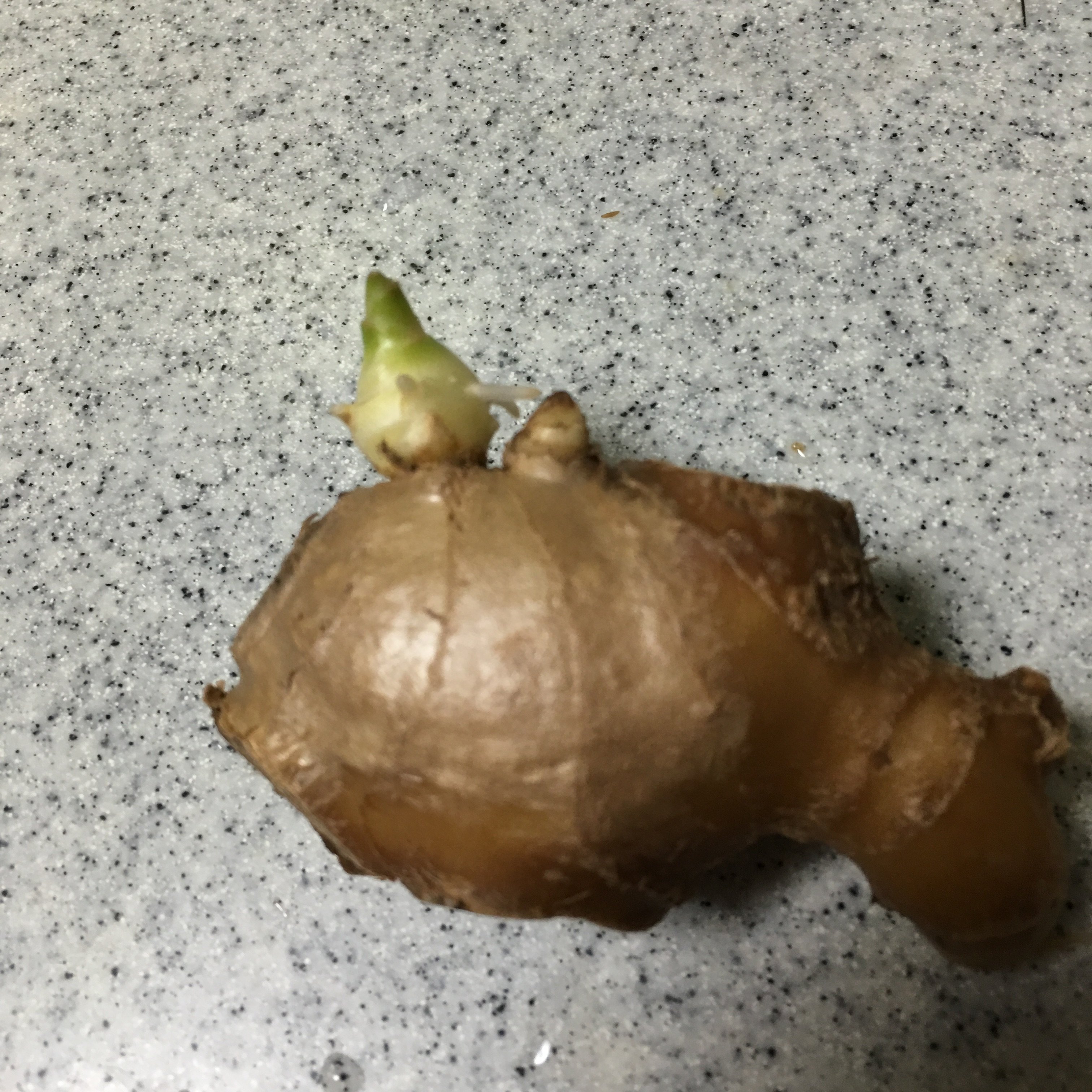 土生姜を置いていたら、芽が出てきました。これを土に埋めたら、土生姜