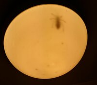 お風呂場の電気に虫がいました 3cmくらいです 動いてます これ 何の虫か Yahoo 知恵袋