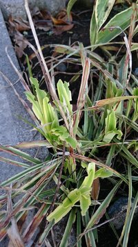 ヤブランが咲かなかったのはなぜでしょうか 植えて2年経過した中庭のヤブラ Yahoo 知恵袋