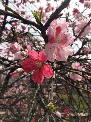 この一輪に二色が混ざった桜はなんという種類の桜ですか この桜は一つの Yahoo 知恵袋