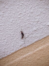 沖縄県に住んでる者です 那覇の自宅では見たこと無いのですが 職場のある南城市 Yahoo 知恵袋