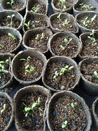 直径5 6cmの紙でできたポットにネモフィラの種を5 6粒ほどま Yahoo 知恵袋