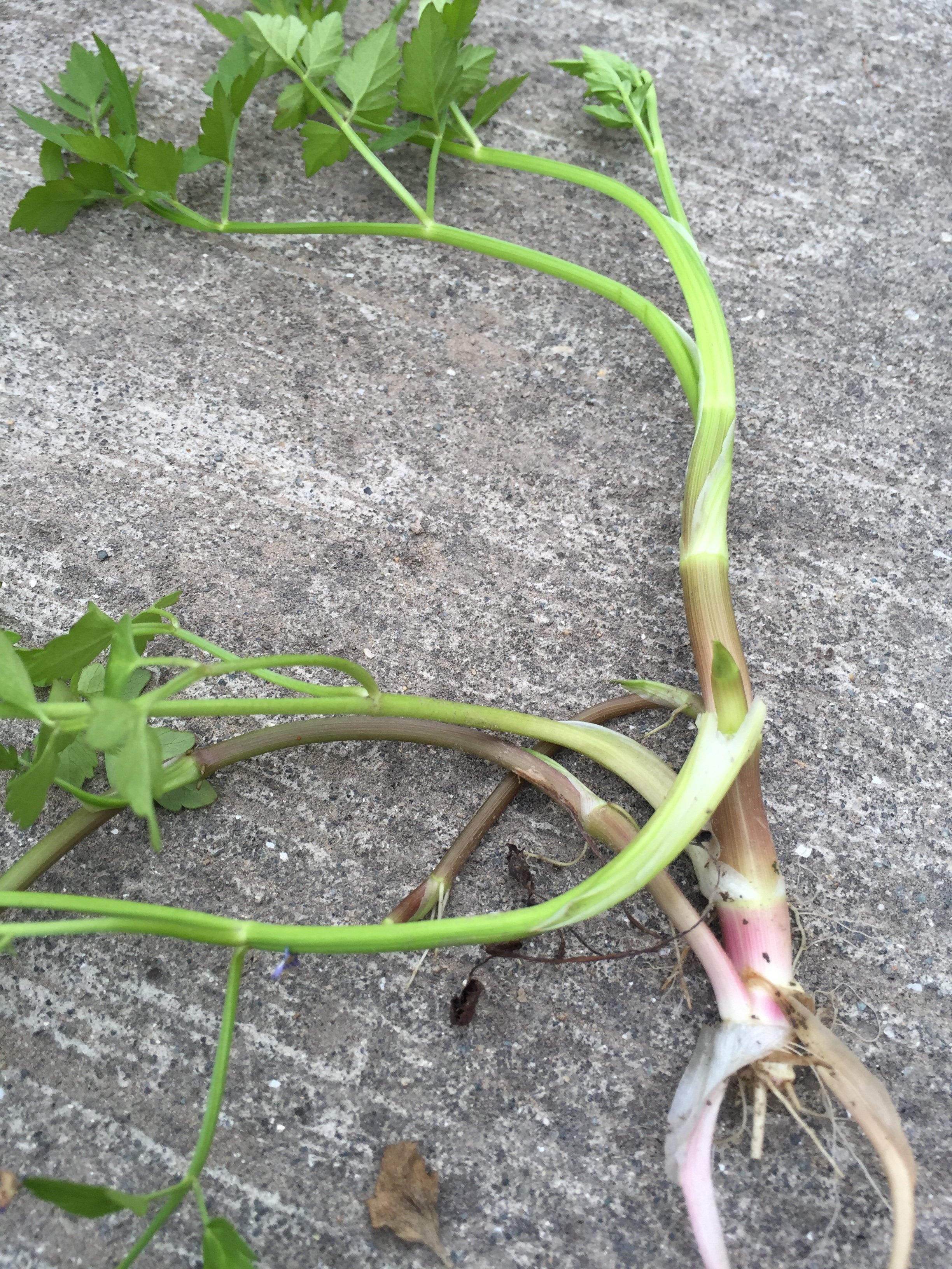 セリ採りの話と ドクゼリについての復習 するめを食べながら覚え書き