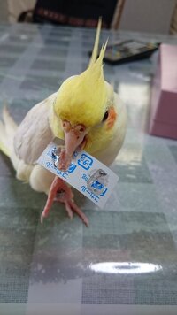 オカメインコおもちゃ等で遊ぶときに 足を使うコ 使わないコ 違い Yahoo 知恵袋