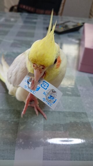 オカメインコおもちゃ等で遊ぶときに 足を使うコ 使わないコ 違い Yahoo 知恵袋