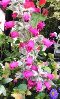 寄せ植えの植木鉢に咲く小さなピンク色の袋状の花の名前をおしえてく Yahoo 知恵袋