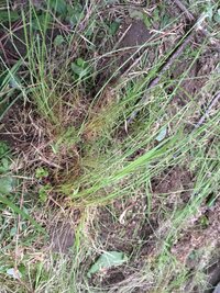 この細長い雑草は何でしょうか 見た目以上に根が深くて抜くのに苦労 Yahoo 知恵袋