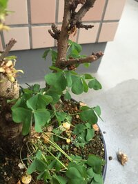 ベランダの桜の植木に気がついたらこんな葉が生えてきました どこからやってき Yahoo 知恵袋