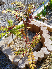 鬼門よけの柊は必ず地植えでなくても鉢植えでもいいのでしょうか 鉢植 Yahoo 知恵袋