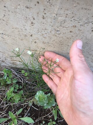 ダウンロード済み スギナ 花 最高の画像新しい壁紙dhd