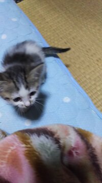 生後8週間ほどの子猫です 市販の猫の離乳食の食べ過ぎで1度吐いた Yahoo 知恵袋