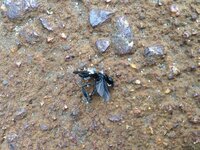 黒い羽根アリのような蚊のようなこの虫は何でしょうか 最近大量に出 Yahoo 知恵袋
