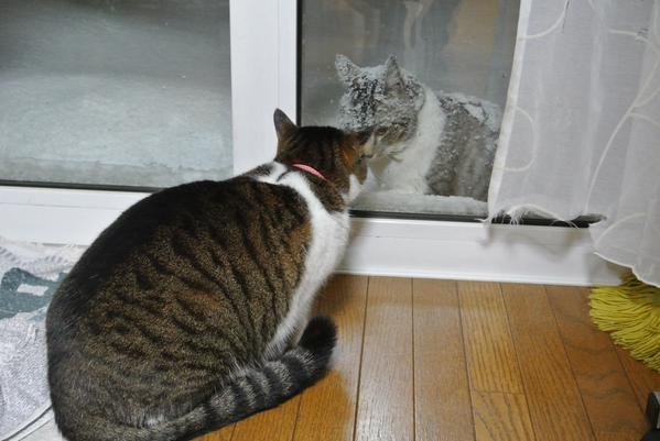 飼い猫と野良猫どんな会話しているのかな？ - 野良猫「おい、暖か 