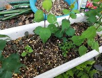 プランターに埋めた梅の種から芽が出て育ち始めました このあと 調 Yahoo 知恵袋