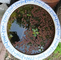 屋外飼育で雨水が入るのはよくないのですか 屋外飼育をやって Yahoo 知恵袋