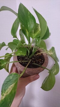 植え替えた後の観葉植物にお水は必要ですか 昼間にホームセンターでシ Yahoo 知恵袋