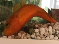 金魚が死にそうです 何かしてあげられる事はありますか Yahoo 知恵袋