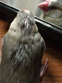 最近文鳥が寝てばかりいます 最近文鳥が寝てばかりいます 昼でも Yahoo 知恵袋