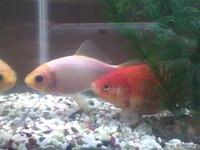 外部フィルターに空気がたまってしまいます 少し傾けるとザーっと言って排水の Yahoo 知恵袋